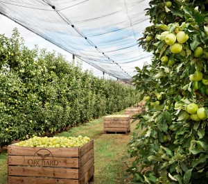 cultivo fruta española orchard